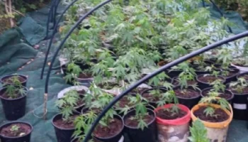 ❗️ - В Салдусском крае полиция обнаружила более 300 кустов марихуаны 📌 В конце июля в Салдусском кра