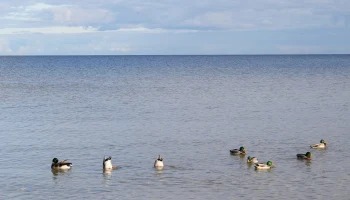 Рекордная температура в Латвии: +13,6 градусов в Колке Рекордная температура в Латвии: +13,6 градусов в Колке