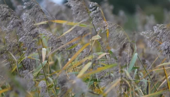Погода в Латвии: дожди и туман в начале ноября Погода в Латвии: дожди и туман в начале ноября