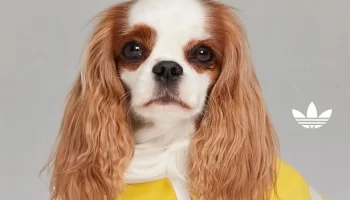 Стильная и теплая одежда для питомцев от Adidas Стильная и теплая одежда для питомцев от Adidas