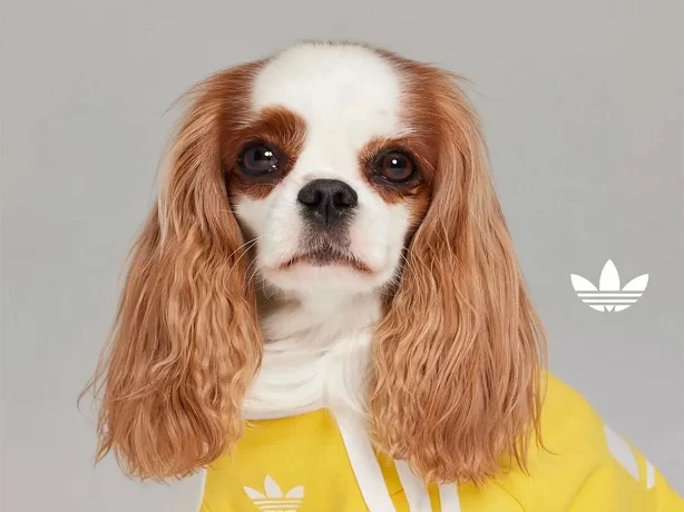 Стильная и теплая одежда для питомцев от Adidas