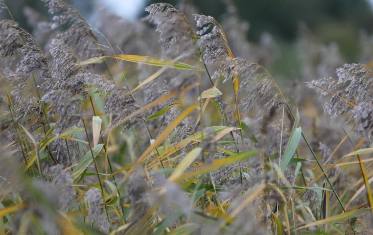 Погода в Латвии: дожди и туман в начале ноября